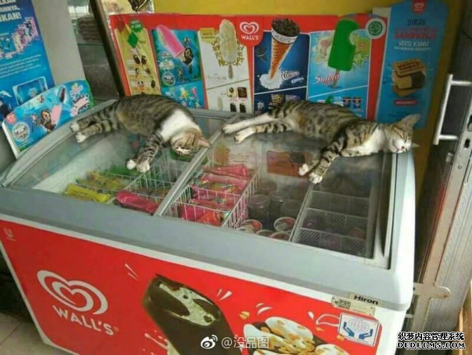 ÿһ̣